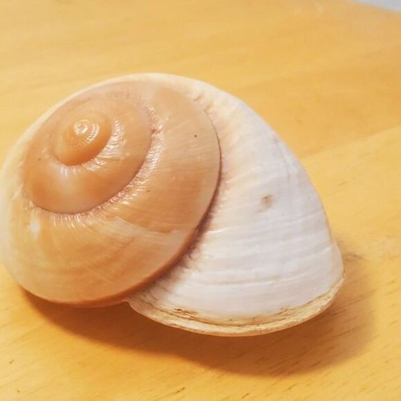This is a marine gastropod, Sea Snail in light colors 3.25" Long - Picture 5 of 6